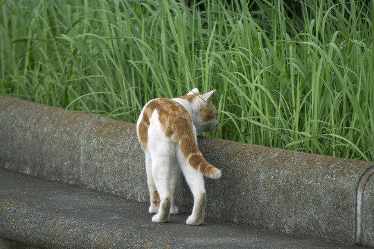 小猫巡视领地