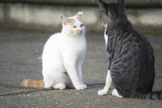 小猫吵架