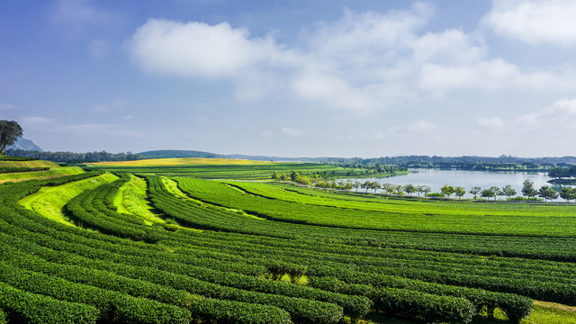 泰国清莱翠峰茶园