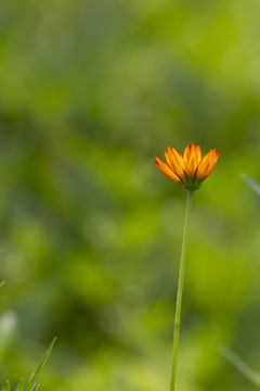 格桑花花朵素材