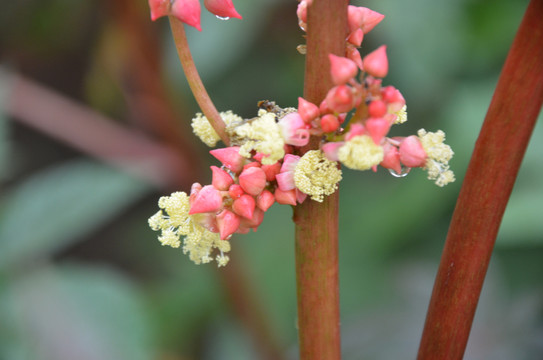 蓖麻籽花特写