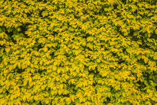 黄叶背景墙