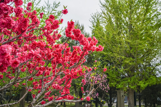 桃花高清大图