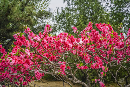 桃花高清大图