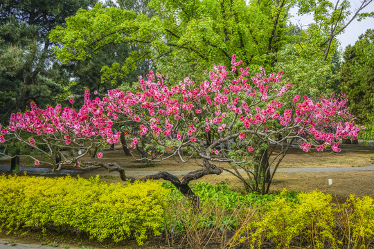 桃花高清大图