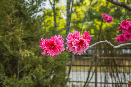 桃花高清大图