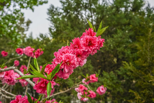 桃花高清大图