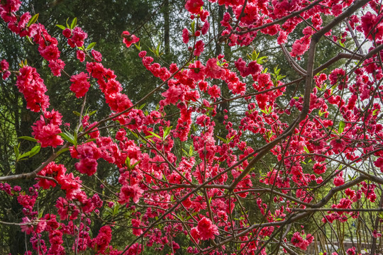 桃花高清大图