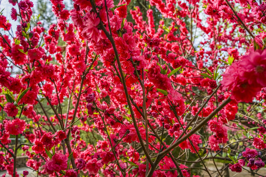 桃花高清大图