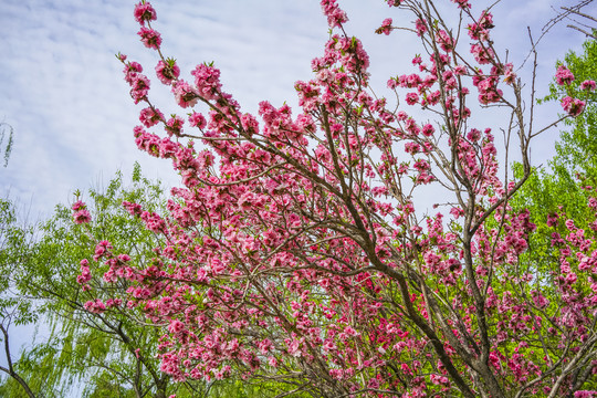 桃花高清大图