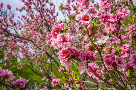 桃花高清大图