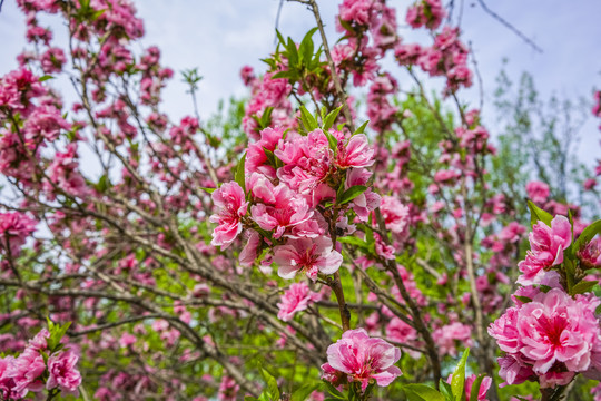 桃花高清大图