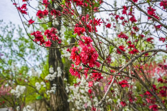 桃花高清大图