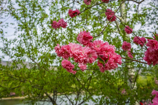 桃花高清大图