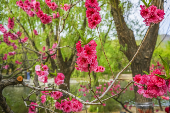 桃花高清大图