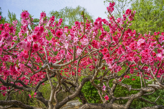 桃花高清大图