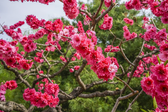 桃花高清大图