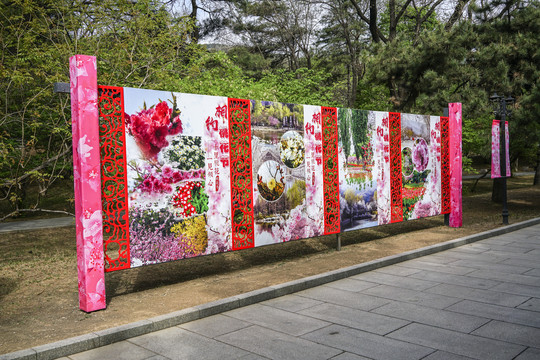 桃花节文化展板