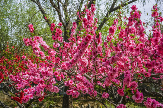 桃花高清大图