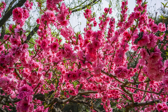 桃花高清大图