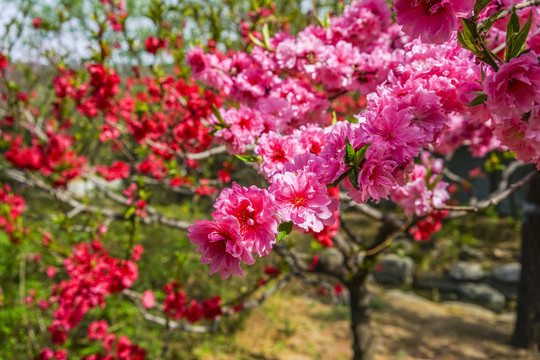 桃花高清大图