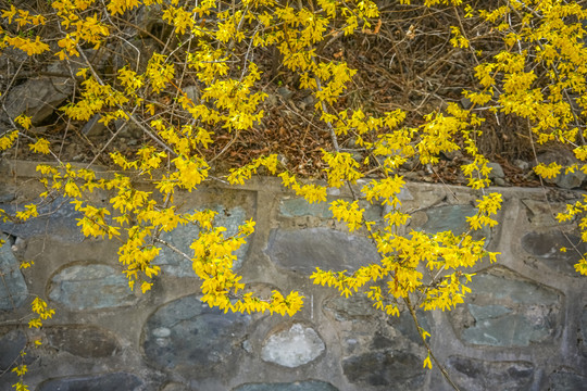 迎春花高清大图