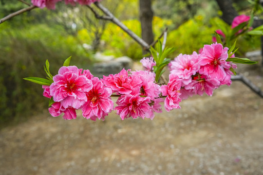 桃花高清大图