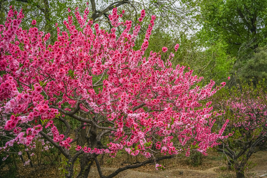 桃花高清大图