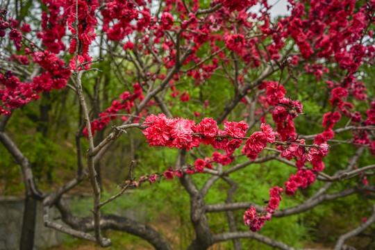 桃花高清大图