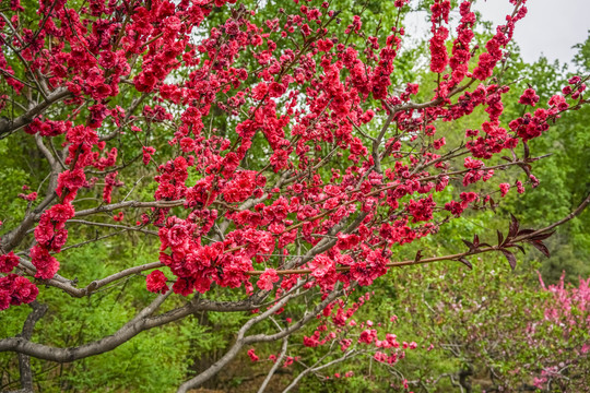 桃花高清大图