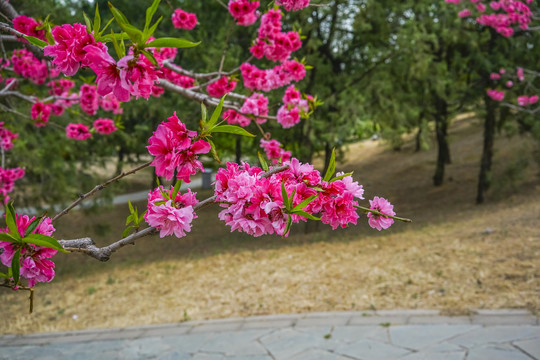 桃花高清大图