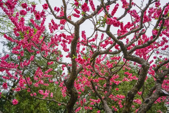 桃花高清大图