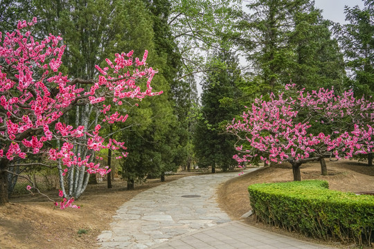 桃花小路高清大图