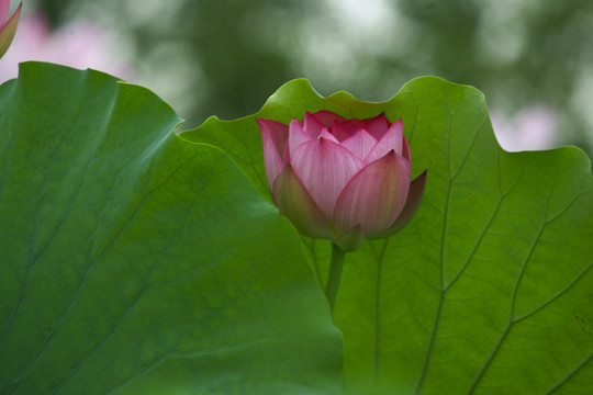 荷花