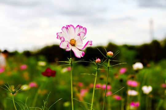 波斯菊