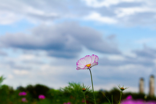 波斯菊