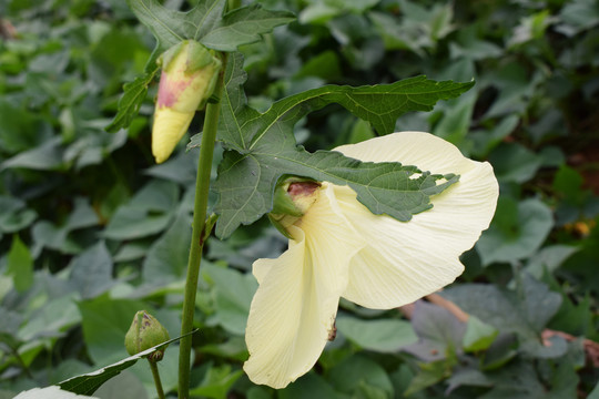 黄葵花黄蜀葵花