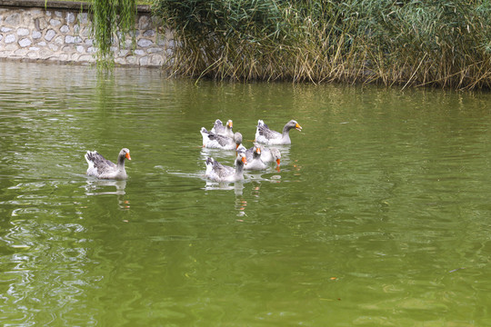 池塘里鸭子
