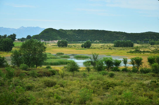 原野