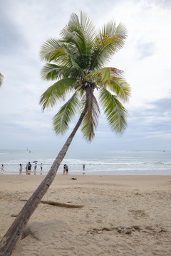 三亚海边椰树