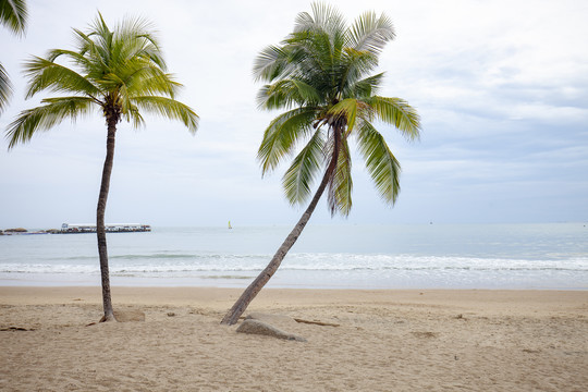 三亚海边椰树