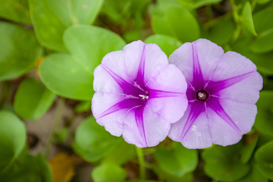 马鞍藤花