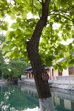 济南珍珠泉梓树