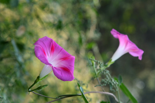 牵牛花