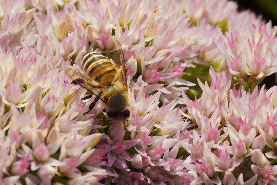 蜜蜂与景天科植物花朵