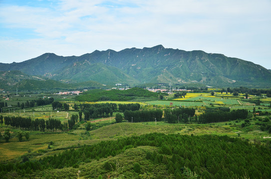 青山原野