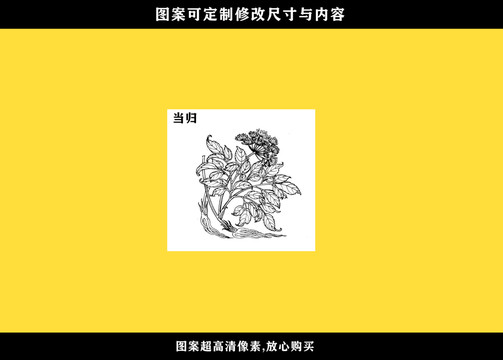 當(dāng)歸