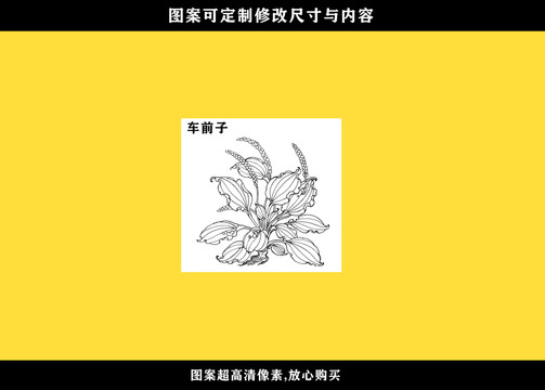 車前子