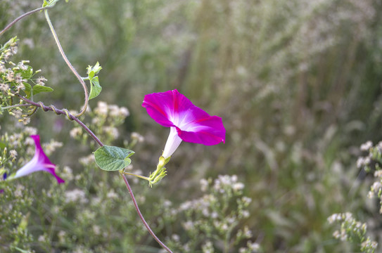 牵牛花