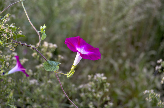 牵牛花